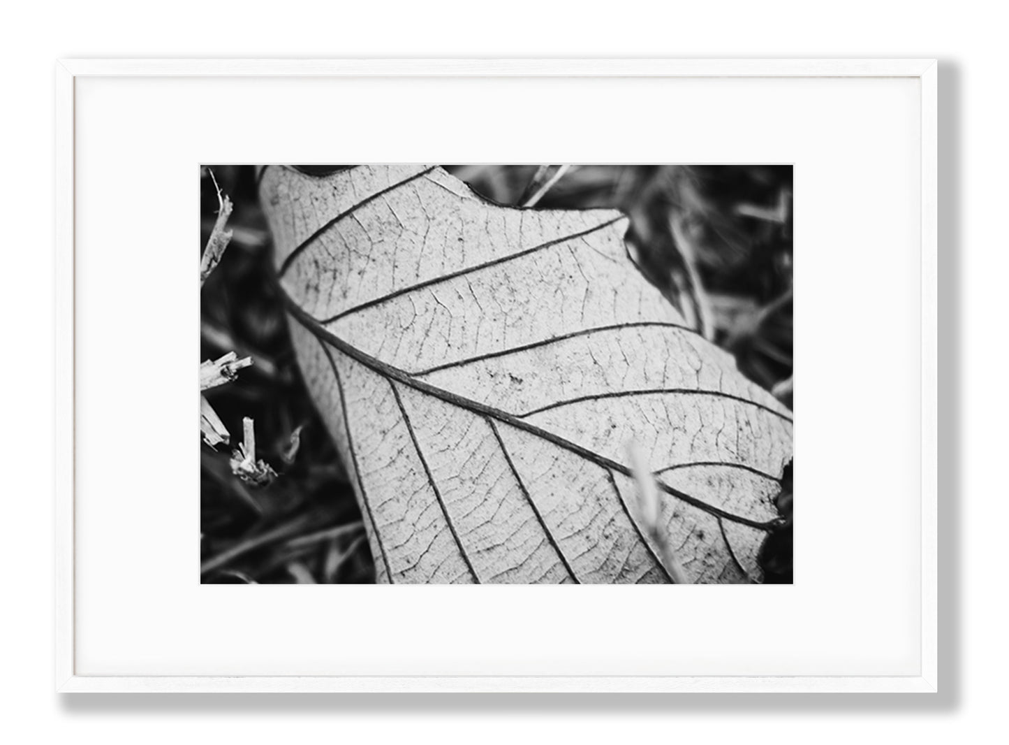 Black & White Leaf Fine Art Print