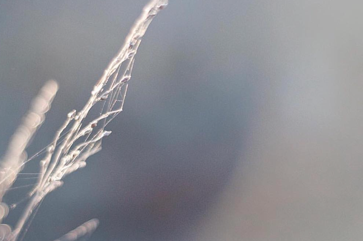 Morning Dew Fine Art Print