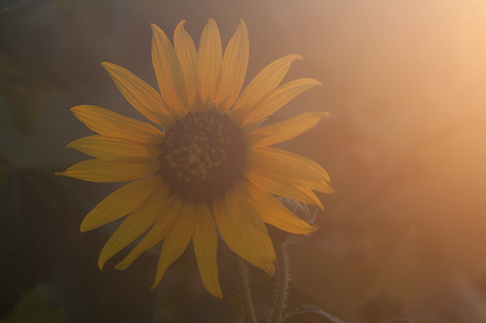 Sunflower Glow Fine Art Print
