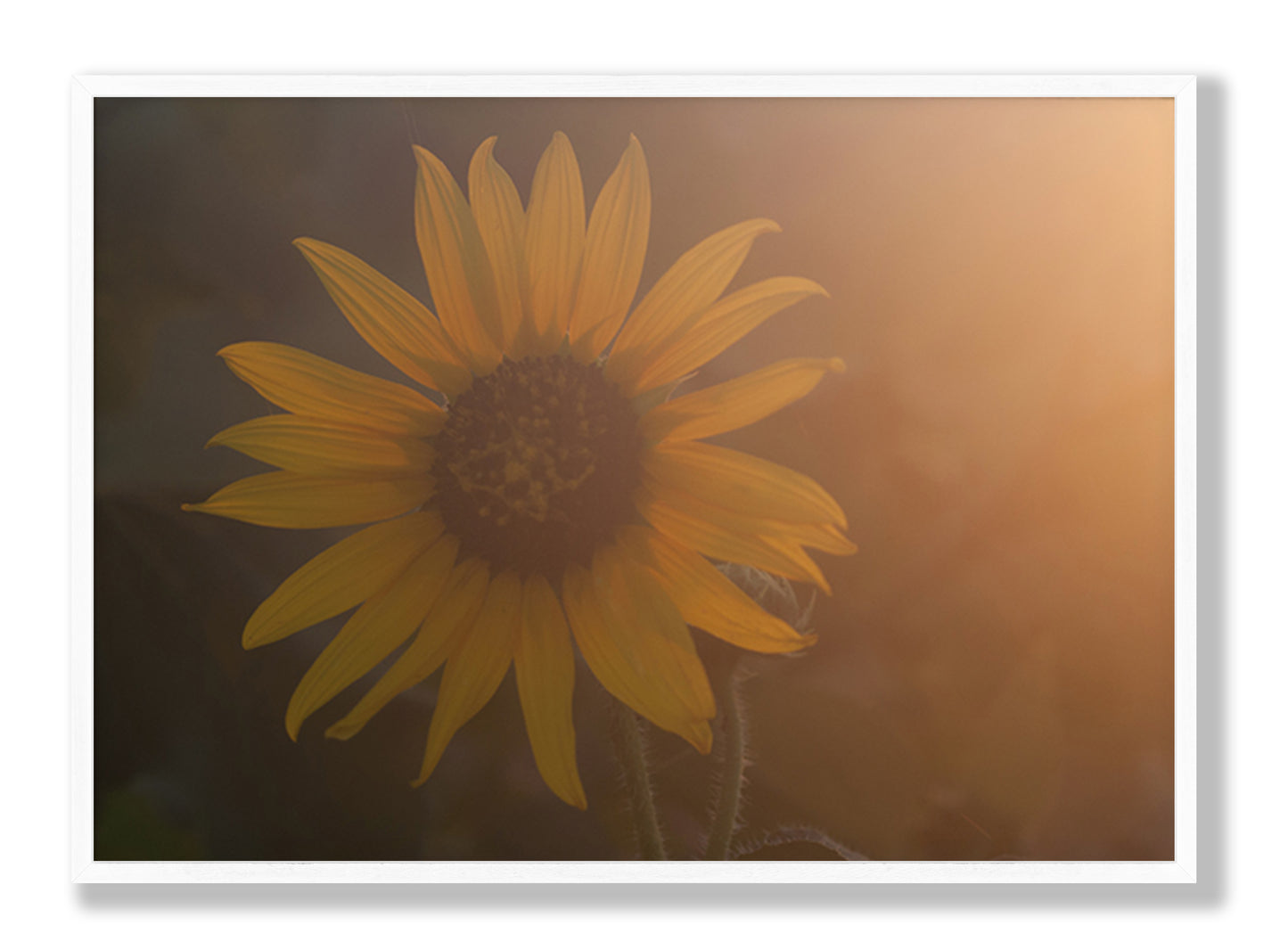 Sunflower Glow Fine Art Print