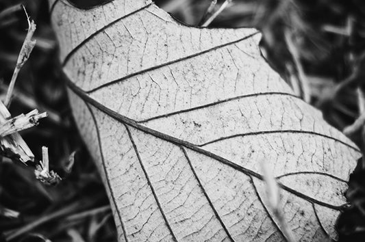 Black & White Leaf Fine Art Print
