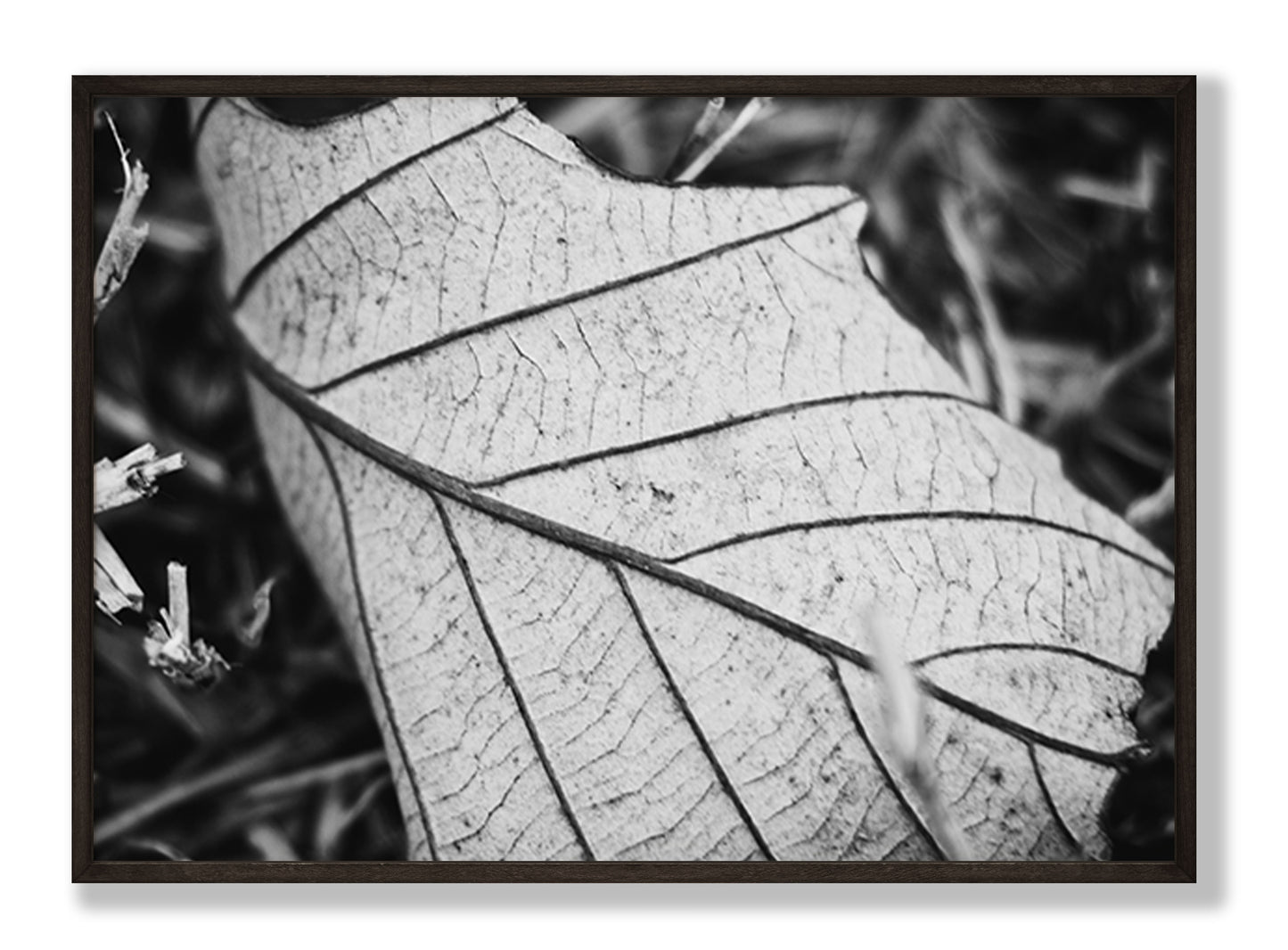 Black & White Leaf Fine Art Print
