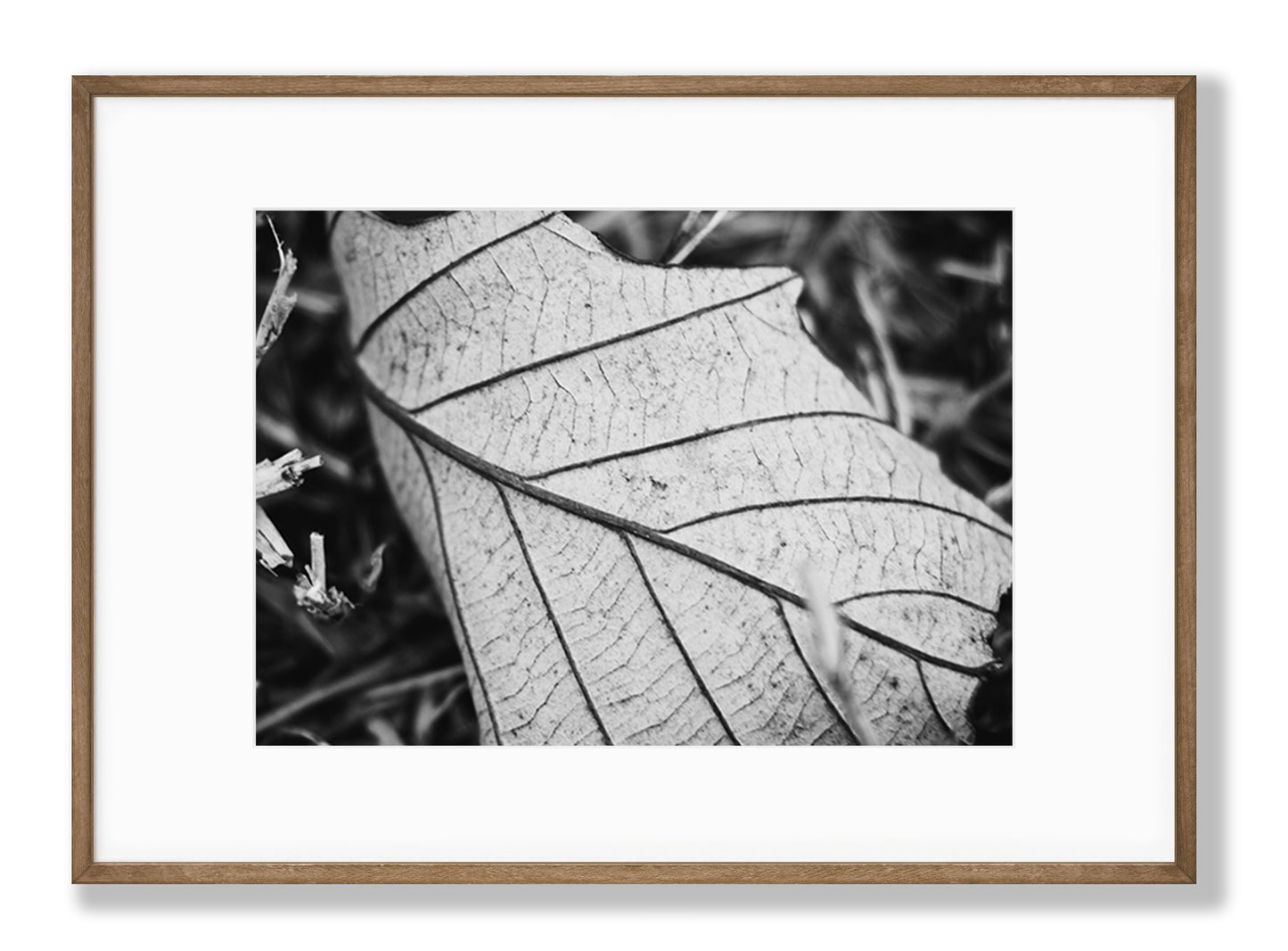 Black & White Leaf Fine Art Print