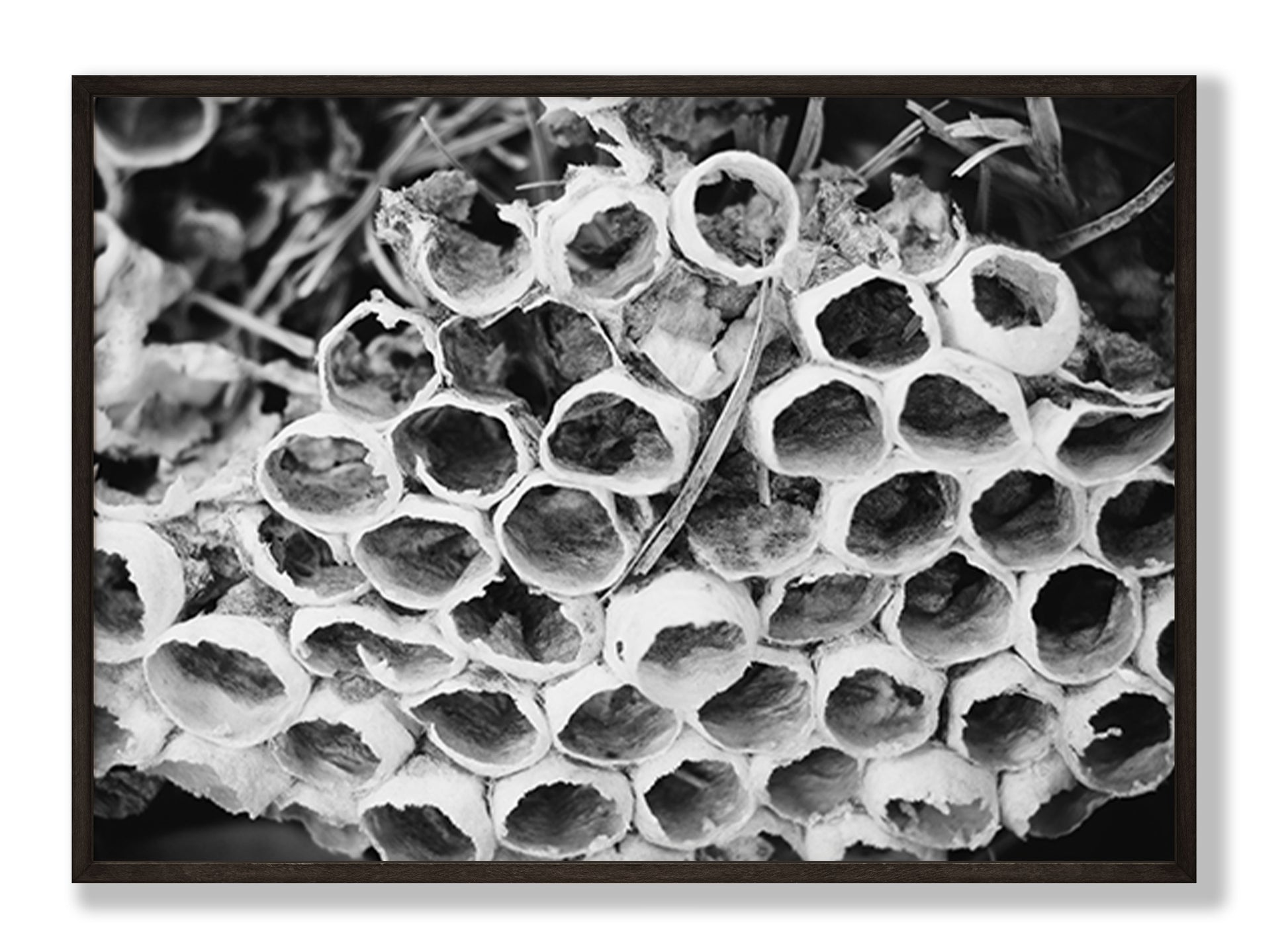 Bee Hive Black and White Fine Art Print