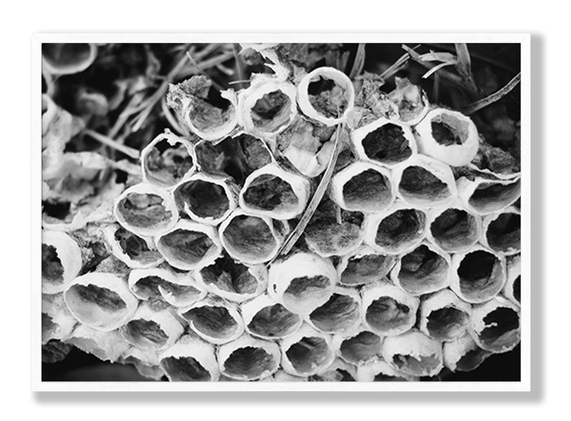 Bee Hive Black and White Fine Art Print