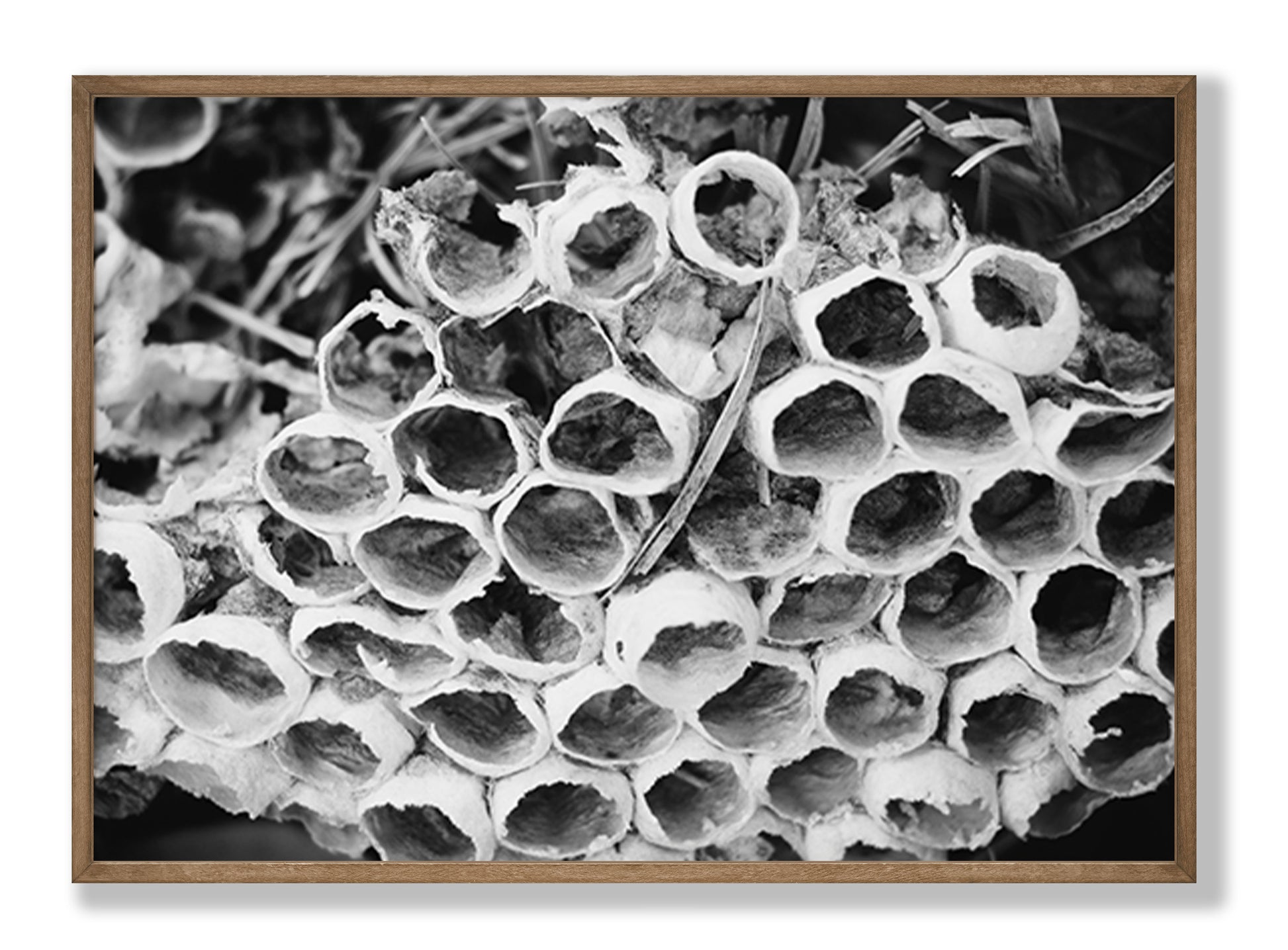 Bee Hive Black and White Fine Art Print