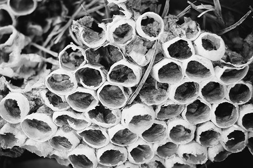 Bee Hive Black and White Fine Art Print