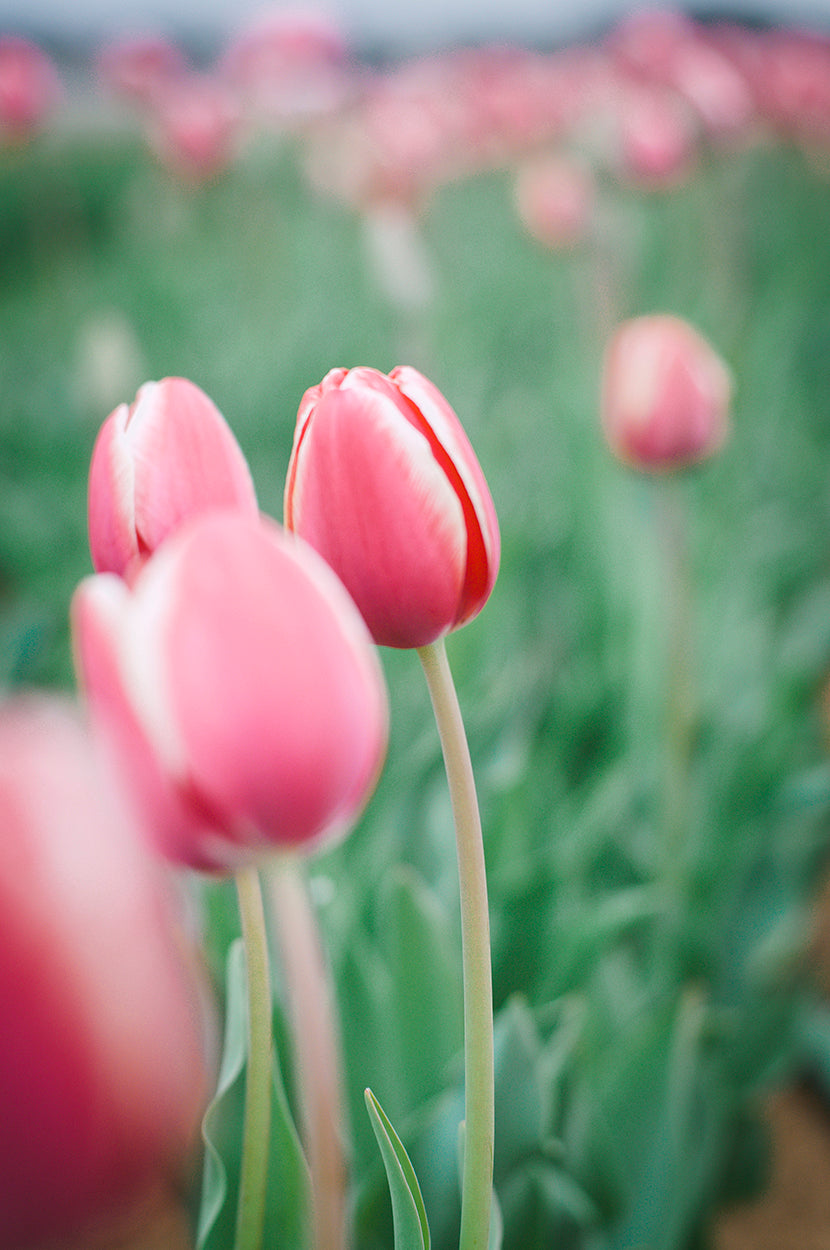 Blush in Bloom Fine Art Print