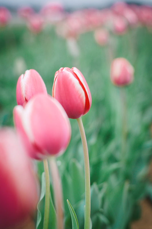 Blush in Bloom Fine Art Print