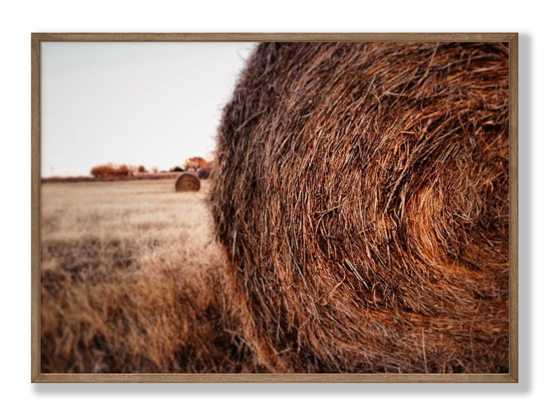 Golden Rest Fine Art Print