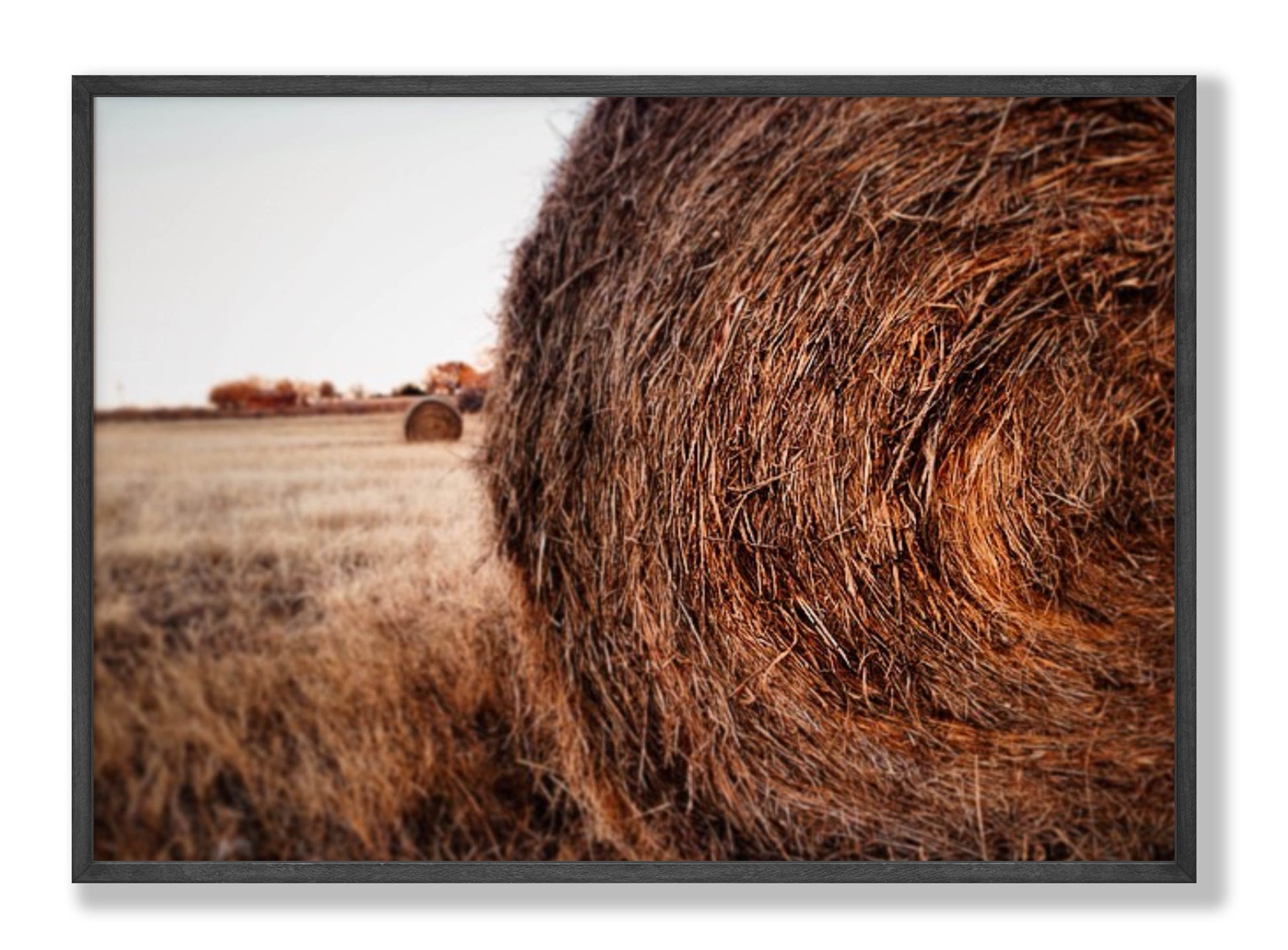 Golden Rest Fine Art Print