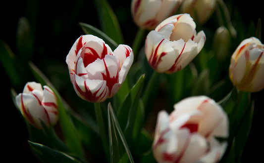 Spring Elegance Fine Art Print