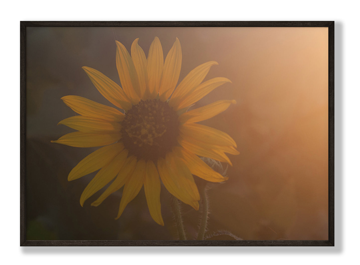 Sunflower Glow Fine Art Print