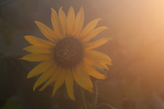 Sunflower Glow Fine Art Print